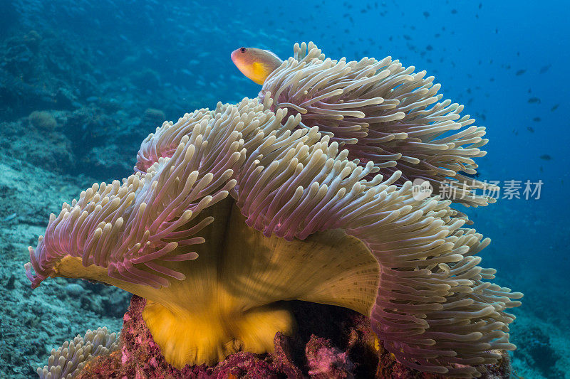 海底臭鼬海葵鱼(Amphiprion ephippium)小丑鱼在华丽的海葵(Heteractis magnifica)珊瑚